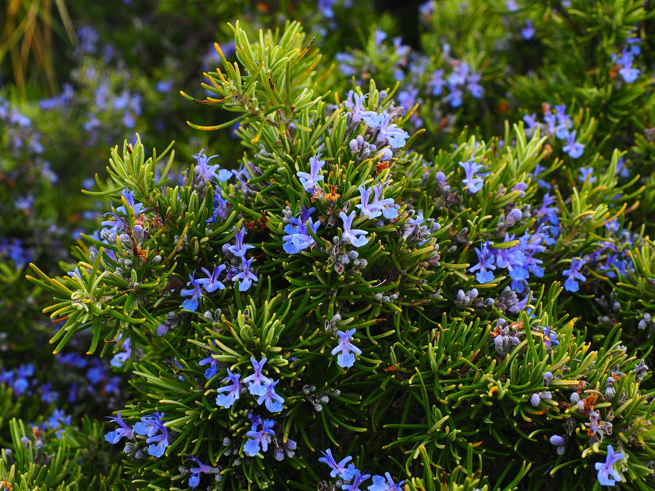 rosemary, flowers, blue